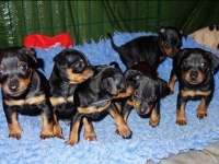 Valparna drygt 5 veckor 