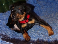 Valparna drygt 5 veckor 