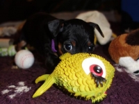 Valparna drygt 5 veckor 