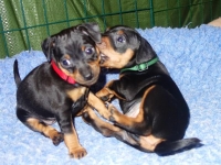 Valparna drygt 5 veckor 