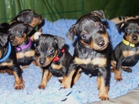 Valparna drygt 5 veckor 