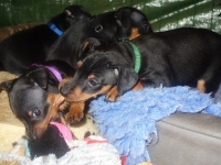 Valparna drygt 6 veckor