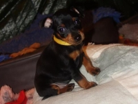 Valparna drygt 6 veckor