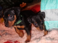 Valparna drygt 6 veckor