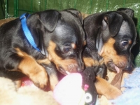 Valparna drygt 6 veckor