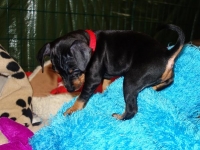 Valparna drygt 6 veckor