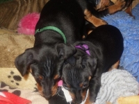 Valparna drygt 6 veckor