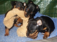 Valparna drygt 6 veckor