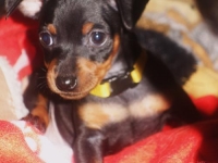 Valparna drygt 6 veckor