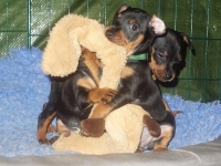 Valparna drygt 6 veckor