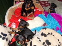 Valparna drygt 6 veckor