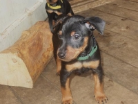 Valparna drygt 7 veckor