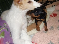 Valparna drygt 7 veckor