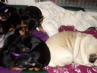 Valparna drygt 7 veckor