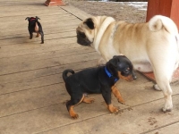 Valparna drygt 7 veckor