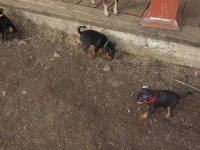 Valparna drygt 7 veckor