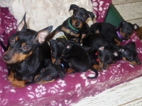 Valparna drygt 7 veckor