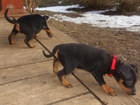 Valparna drygt 7 veckor