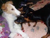 Valparna drygt 7 veckor