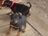 Valparna drygt 7 veckor