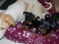 Valparna drygt 7 veckor