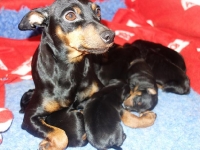 Valparna nästan 2 veckor