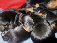 Valparna nästan 2 veckor