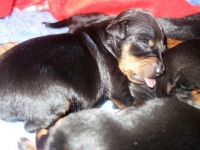 Valparna nästan 2 veckor