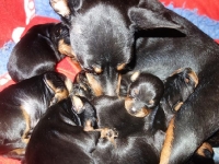 Valparna nästan 2 veckor