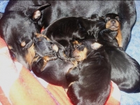 Valparna nästan 2 veckor