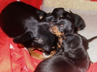 Valparna nästan 3 veckor