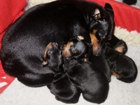 Valparna nästan 3 veckor