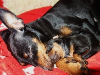 Valparna nästan 3 veckor