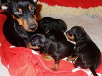 Valparna nästan 3 veckor