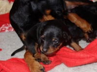 Valparna nästan 3 veckor