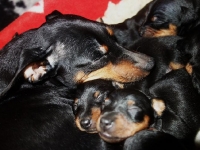 Valparna nästan 3 veckor