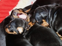 Valparna nästan 3 veckor