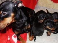 Valparna nästan 3 veckor