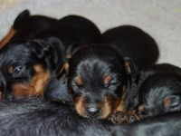 Valparna nästan 3 veckor