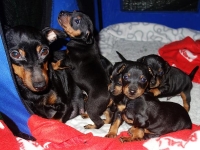 Valparna nästan 4 veckor