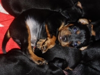 Valparna nästan 4 veckor