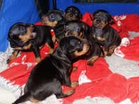 Valparna nästan 4 veckor