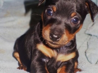 Valparna nästan 5 veckor