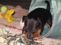 Valparna nästan 5 veckor