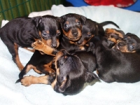 Valparna nästan 5 veckor