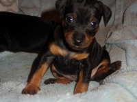 Valparna nästan 5 veckor