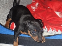 Valparna nästan 5 veckor