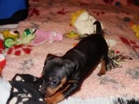 Valparna nästan 5 veckor