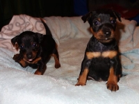 Valparna nästan 5 veckor