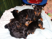 Valparna nästan 5 veckor